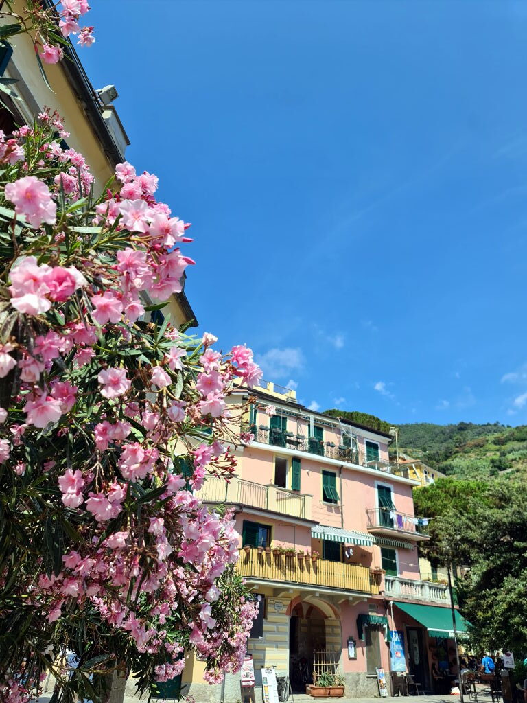 Oleander und bunte Häuser in Monterosso al Mare, Cinque Terre Juli 2021