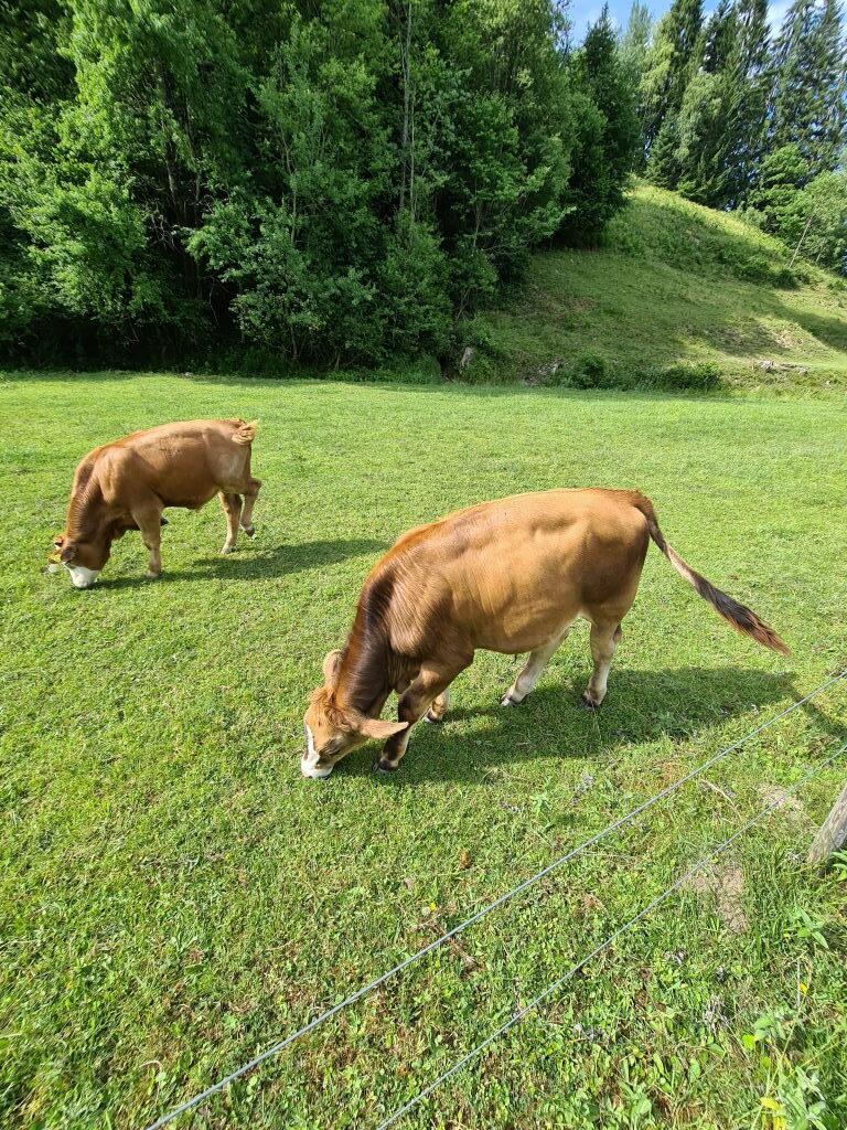Zwei braune Kühe grasen auf einer grünen Weide bei Schliersee im Sommer