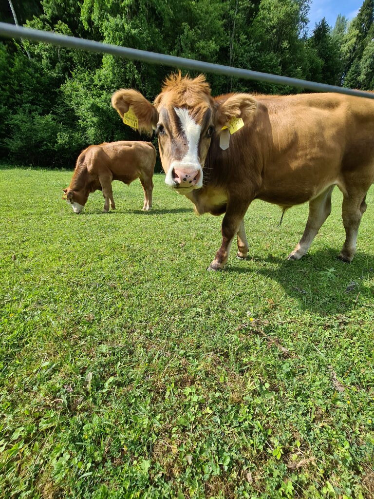 Braune Kuh schaut direkt in die Kamera auf einer Weide bei Schliersee, im Hintergrund ein weiteres Rind