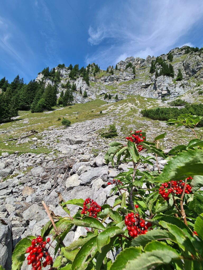 Rote Beeren vor Schutthang am Wendelstein
