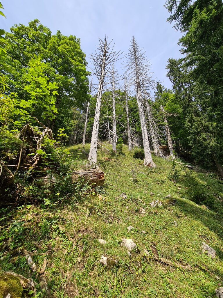 Abgestorbene Bäume im Wandergebiet am Wendelstein