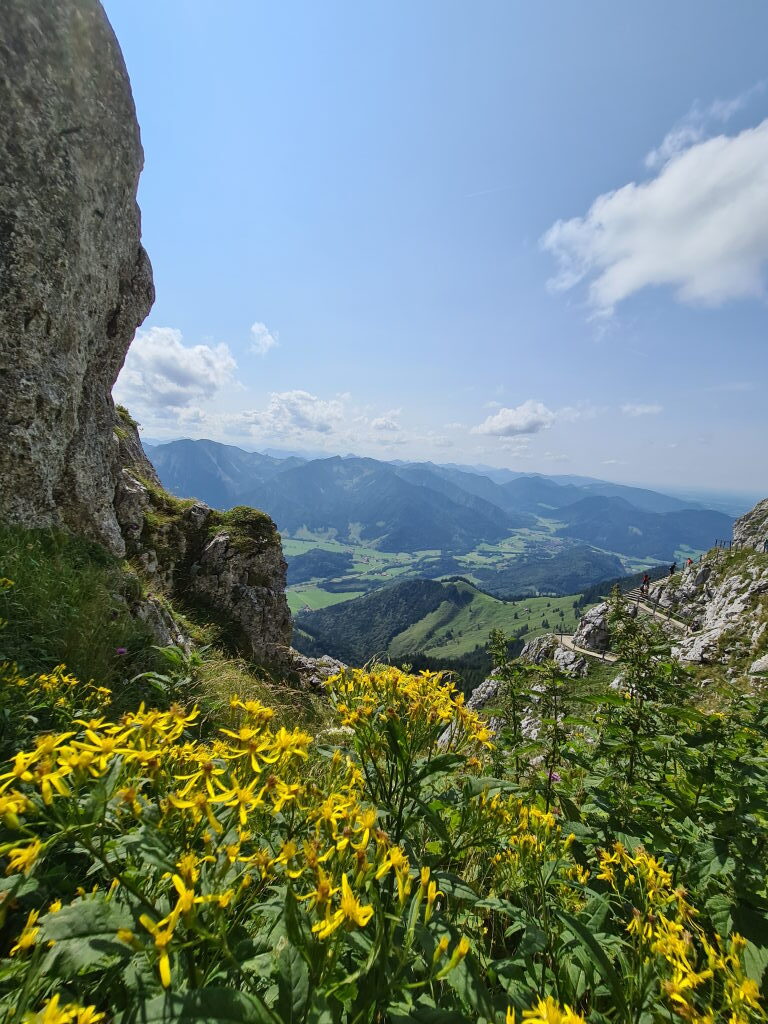 Gelbe Bergblumen am Wendelstein Gipfel mit Panoramablick ins Tal