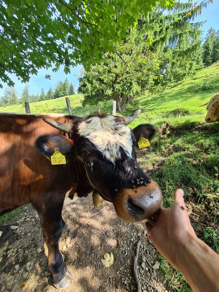 Kuh wird auf dem Wanderweg am Wendelstein gestreichelt