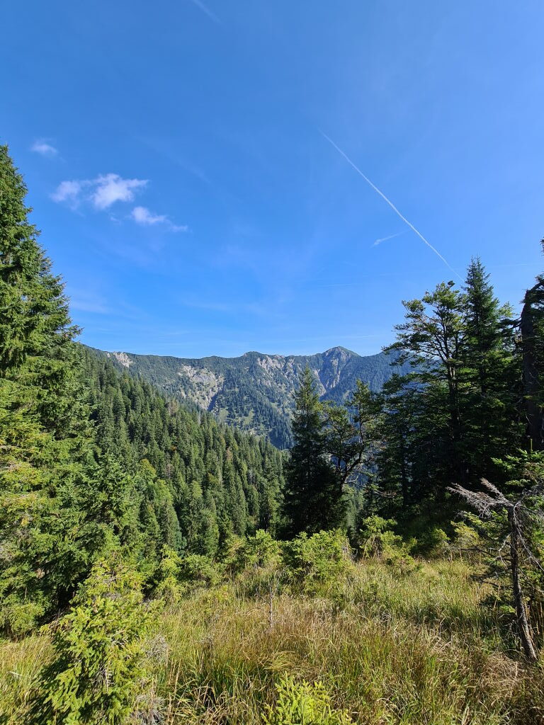 Waldpanorama mit Blick auf felsigen Berghang zwischen Herzogstandbahn und Heimgarten, September 2021