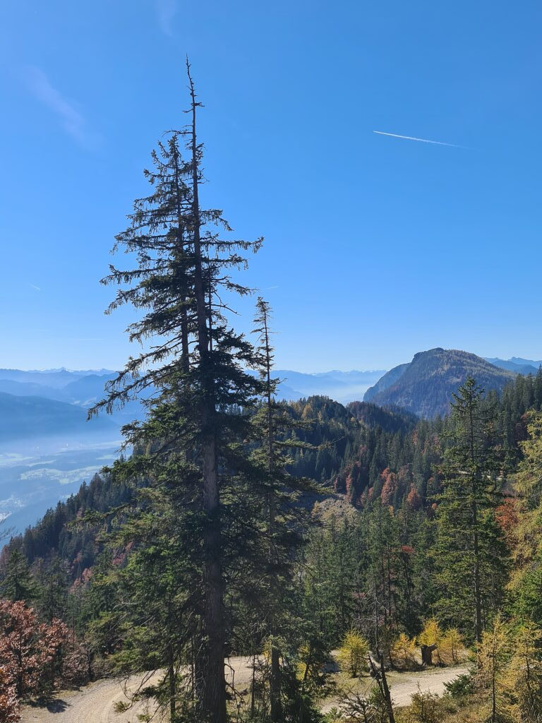 Einsame Fichte vor Herbstwald, Blick ins Tal beim Abstieg vom Pendling