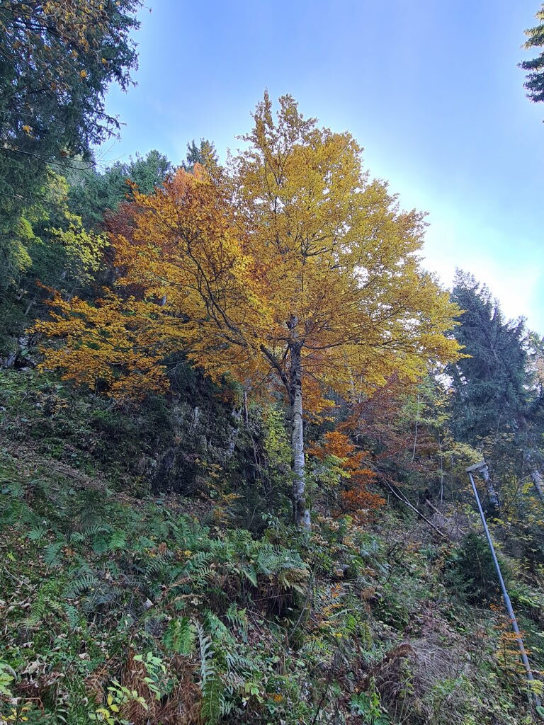 Leuchtend gelb-oranger Herbstbaum am Wegrand beim Abstieg vom Pendling