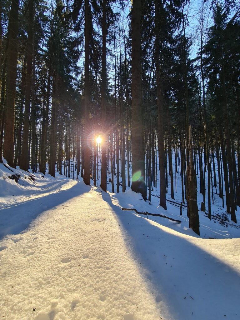 Winterwald am Baumgartenschneid mit Sonnenstern durch Fichten Januar 2022