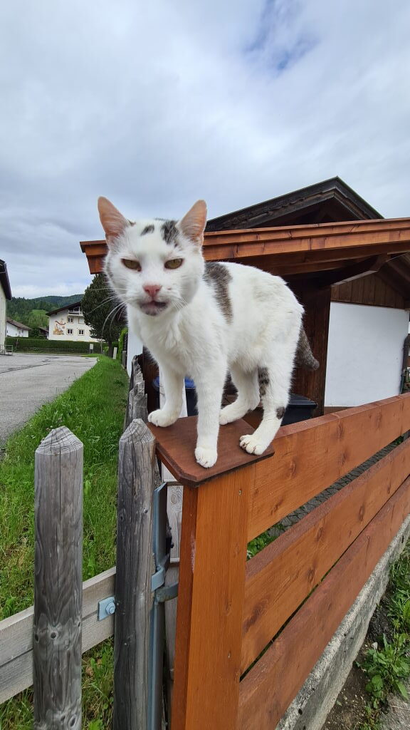 Weiße Katze mit grauen Flecken steht auf einem Holzzaun in Mittenwald und schaut skeptisch in die Kamera