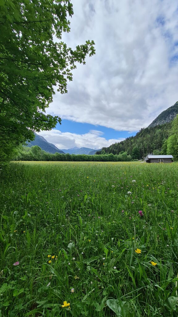 Weitläufige Blumenwiese im Leutaschtal mit Blick auf Felsgipfel und Nadelwald im Hintergrund