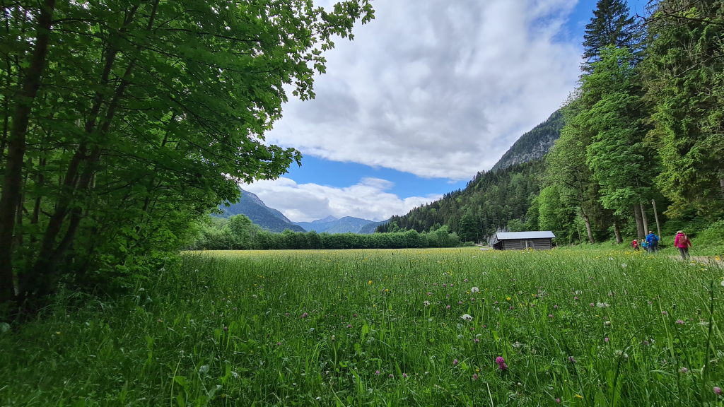 Almwiese mit Blumenwiese und Wanderern im Hintergrund, Blick ins Leutaschtal mit Bergpanorama