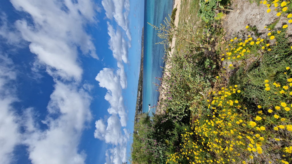 Küste Malta gelbe Wildblumen türkises Meer Frühling