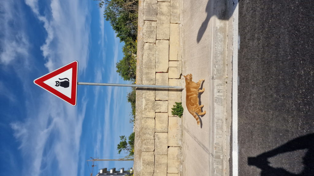 Katze unter Katzenwarnschild Malta