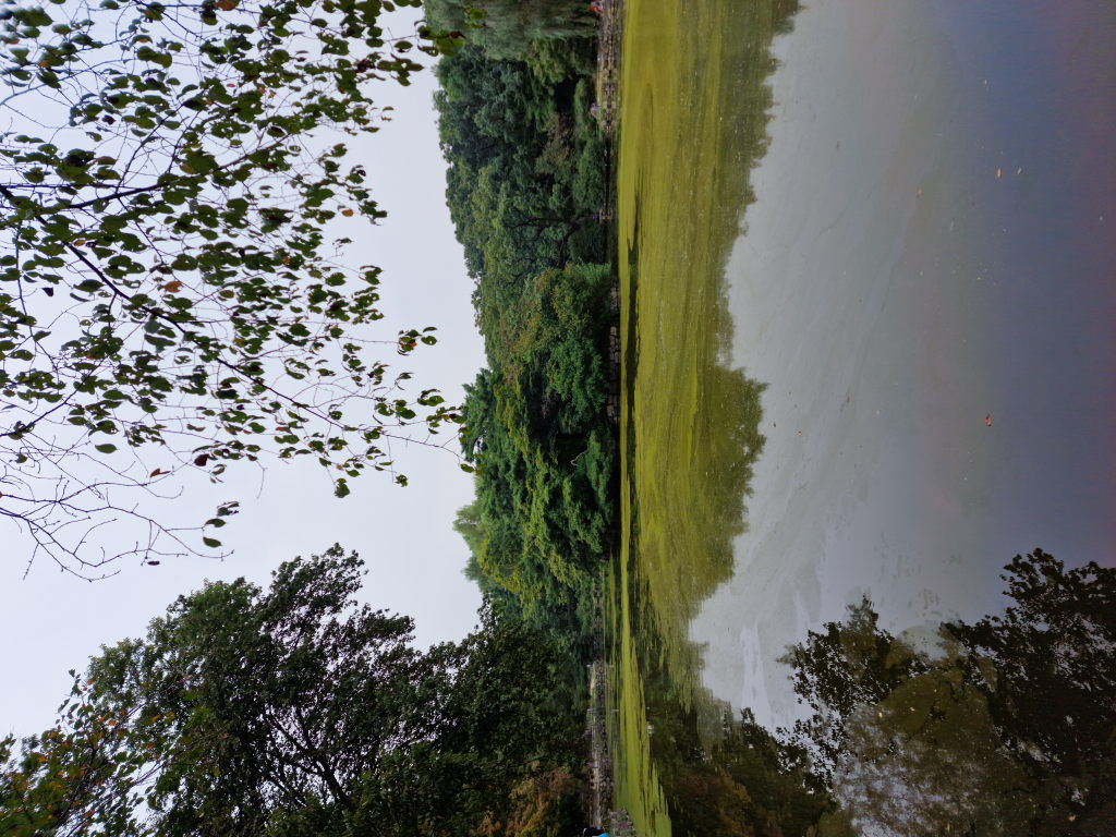 Kermit mit Eiskaffee und Basque Cheesecake im Außencafé Seoul