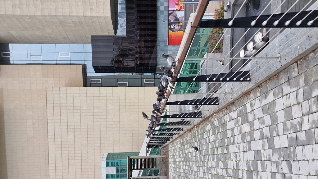 Tauben auf Geländer in Daegu Innenstadt