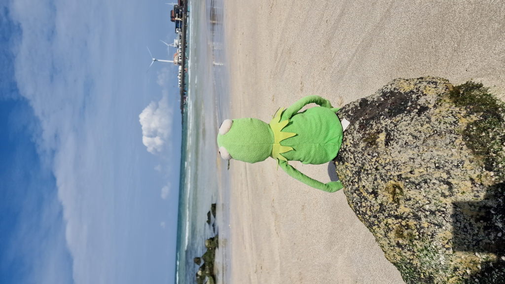 Kermit sitzt auf Fels am weißen Strand Jeju von hinten