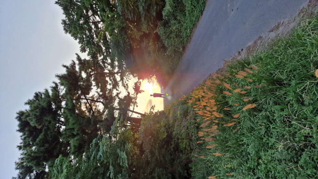 Silhouette auf Waldweg im Gegenlicht Sonnenuntergang Jeju