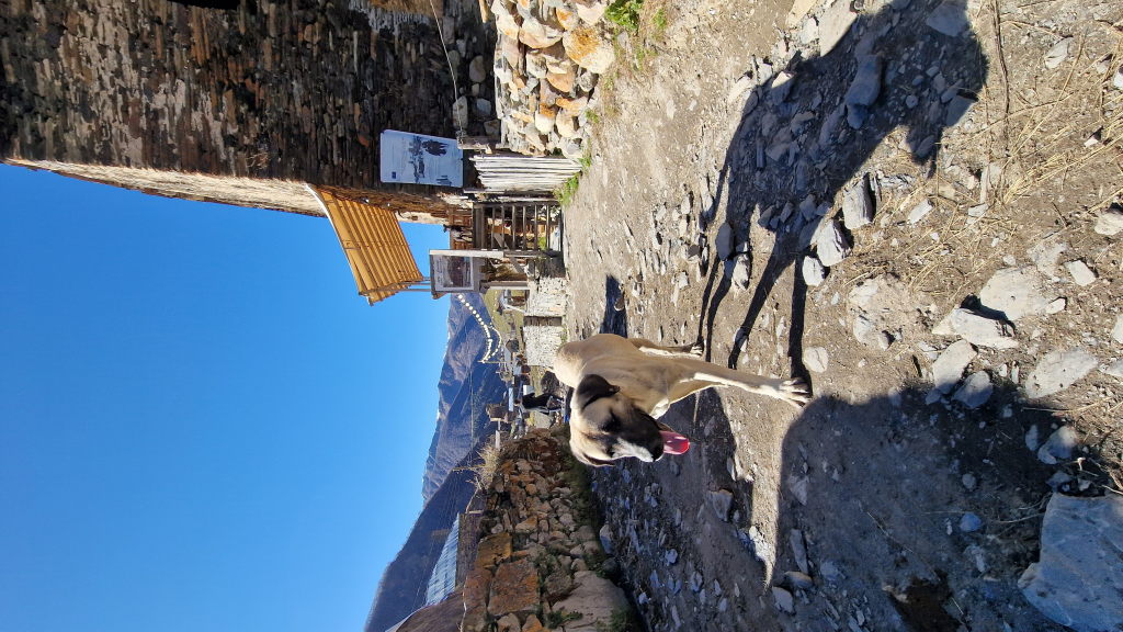 Großer Straßenhund auf Schotterweg in Ushguli