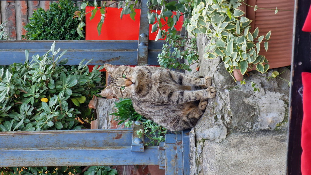 Getigerte Katze mit grünen Augen sitzt auf Steinmauer in Tiflis